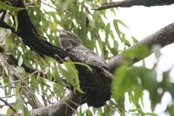 ���܌����