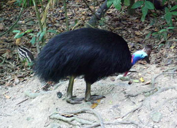 �q�N�C�h��