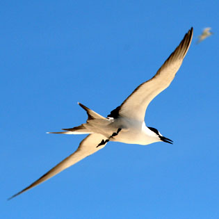 S-TERN