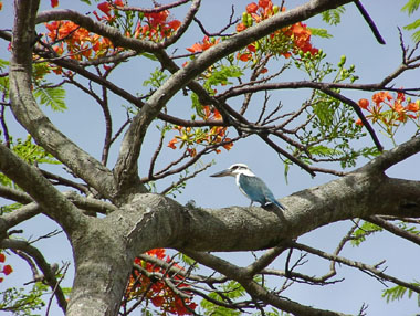 �V���E�r��