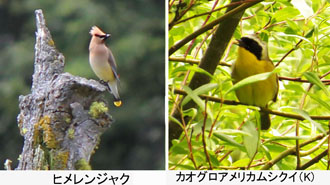 �r�[�o�[��