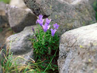 alpine plant