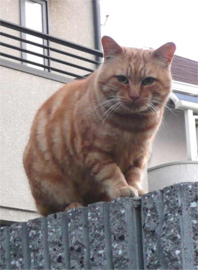 bigtora