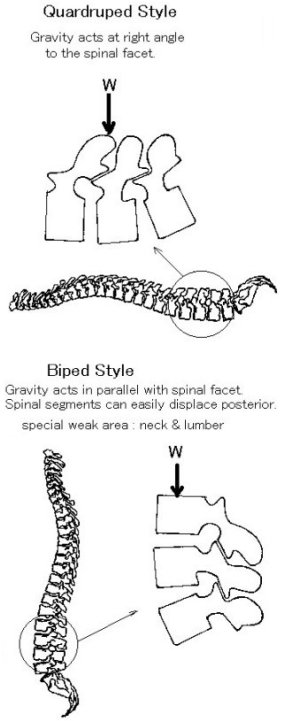 human spine