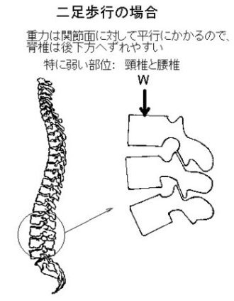 脊柱模型図：SPINE