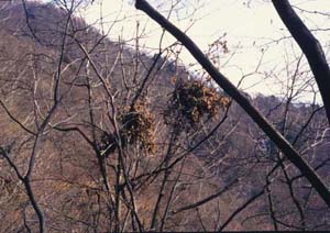 �c�L�m���O�}�̐H���ʐ^