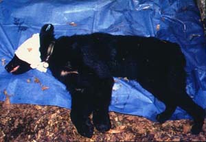 �ߊl���ꂽ���X���b�ʐ^2