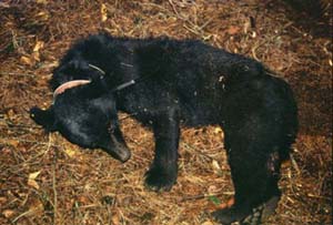 �ߊl���ꂽ���X���b�ʐ^1