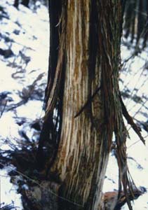 �q�m�L�N�}�����ʐ^