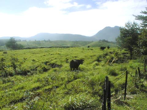 [Pasture]