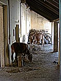tir19
