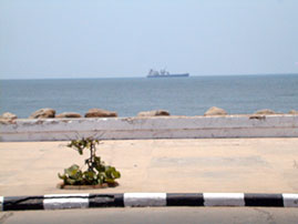 pondisea
