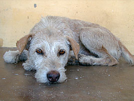 pondidog