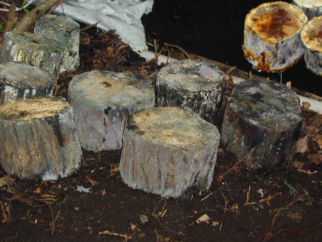 �A�I�J�r�̂�������