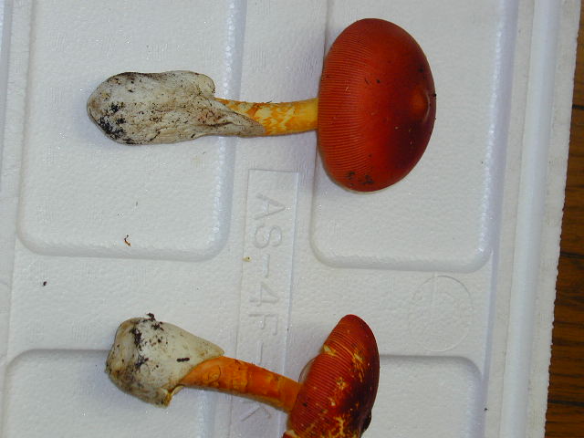 ���X�ŁX����