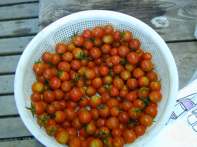 ��ʃ~�j�g�}�g�o��