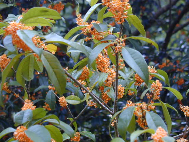 �I�����W�F�̉�