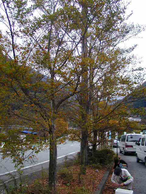 �Ђ�������E��