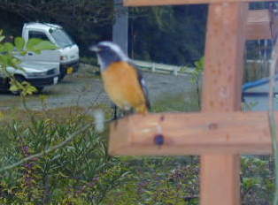 ��ŎB��܂���