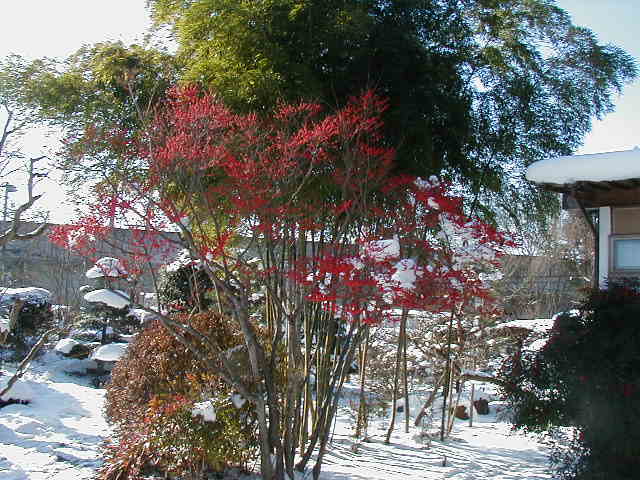 ��ɉh����K�}�Y�~