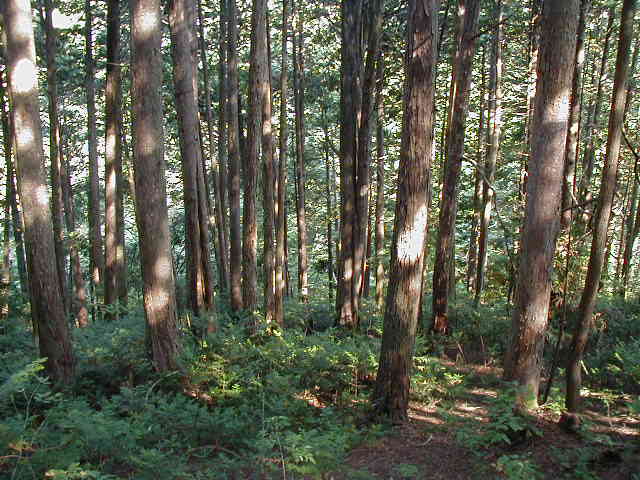 �������V�R�q�o�с@250�N��