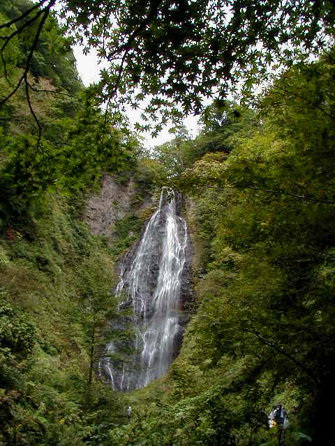 �N���N�}�̑�