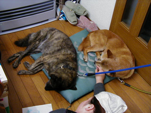 �|�[�Z�ƃA�[�X