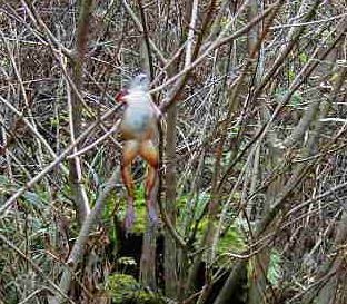 �s�C���Ȏp