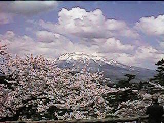 Mt.Iwaki and Sakura(1999.Apr/29)
