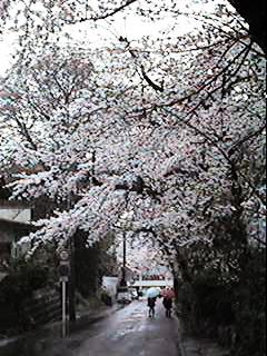 "Sakura",next to Iwayado senior hige school