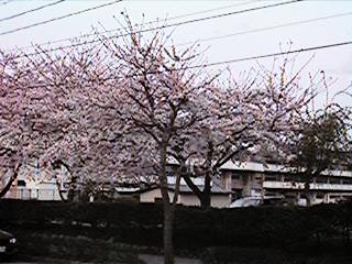 hSakura" in front of Jonan elementary school