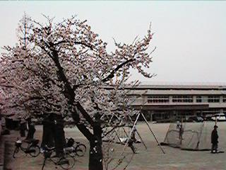 "Sakura"of Tokiwa elementary school