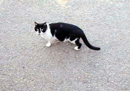 飼い猫つんつん