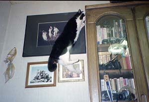 飼い猫つんつん