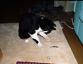 飼い猫つんつん