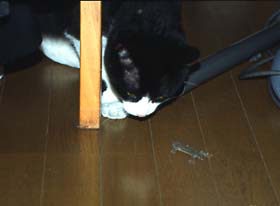 飼い猫つんつん