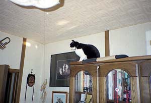 飼い猫つんつん