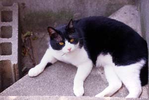 飼い猫つんつん