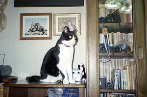 飼い猫つんつん