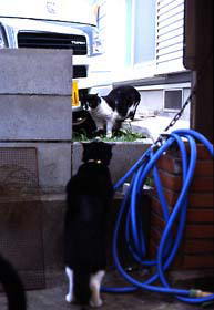 飼い猫つんつん