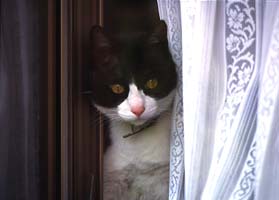 飼い猫つんつん