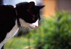 飼い猫つんつん