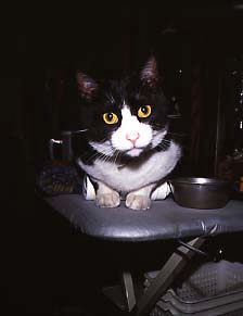 飼い猫つんつん