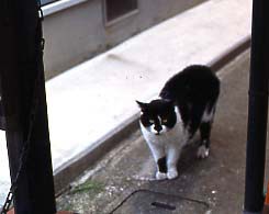 飼い猫つんつん