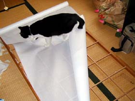 飼い猫つんつん