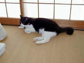 飼い猫つんつん