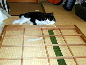 飼い猫つんつん