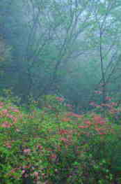 葛城山登山
