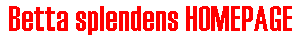 Betta Splendens HOMEPAGE