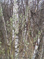 P4300074
